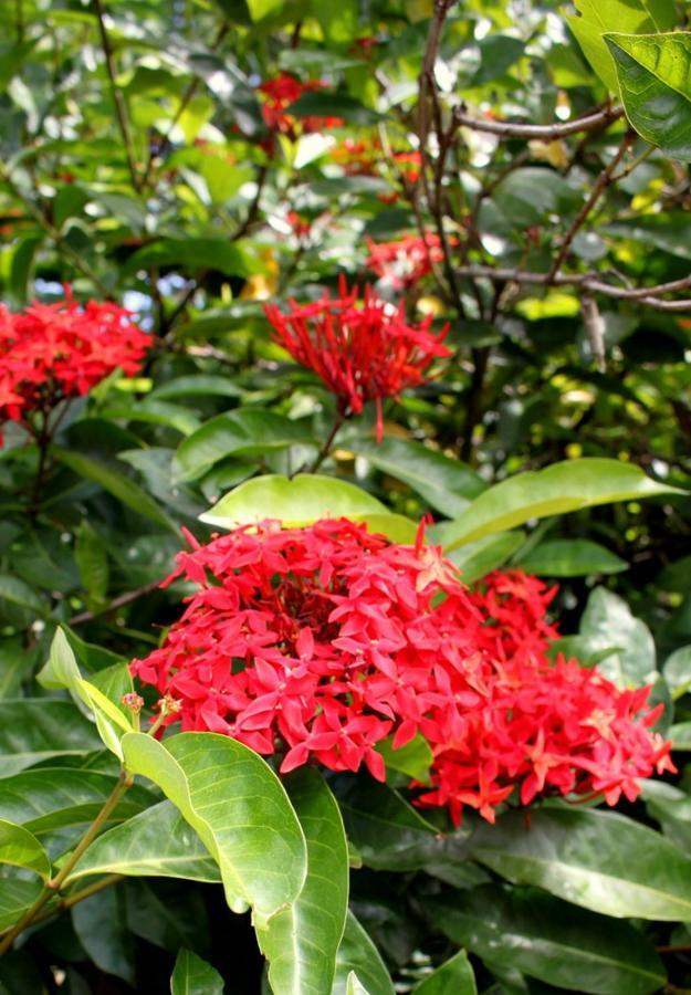 Spring Homestead Howard Springs エクステリア 写真