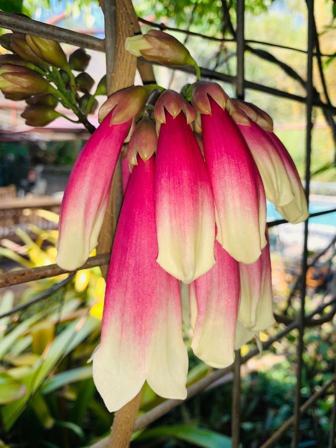 Spring Homestead Howard Springs エクステリア 写真