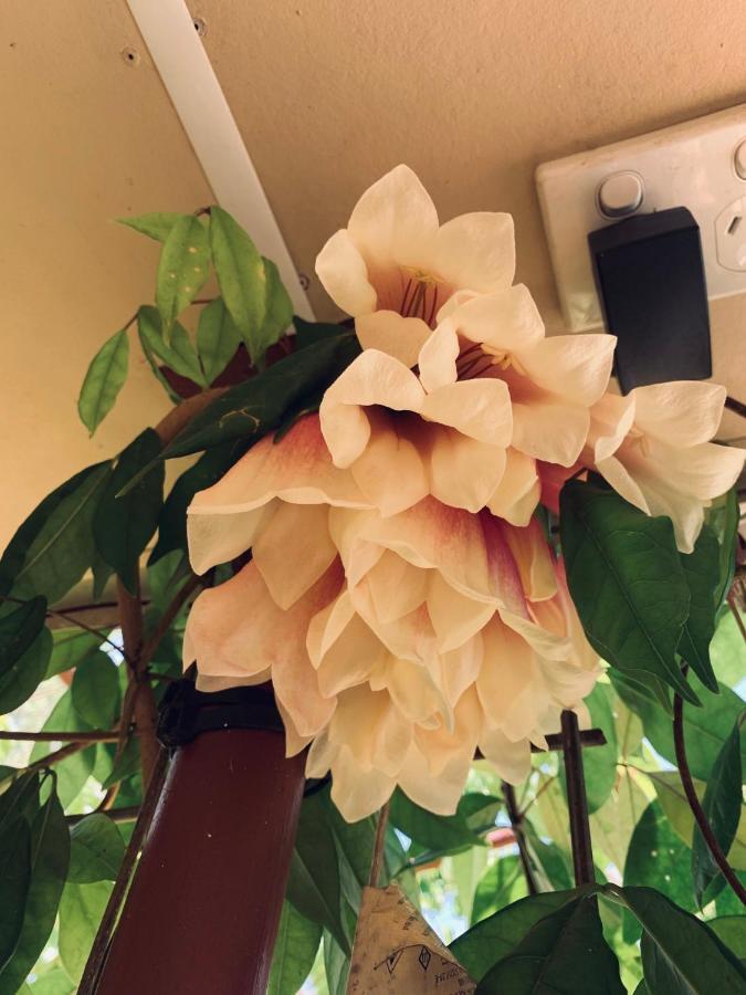 Spring Homestead Howard Springs エクステリア 写真